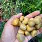 Tumbled Yellow Aventurine